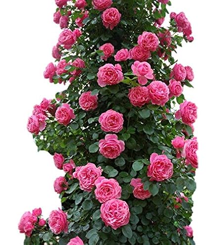 Amazon.co.jp: 《国産Aグレード品 バラ切り接ぎ用台木》 ノイバラ (5本